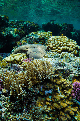 Coral Reef at the Red Sea, Egypt