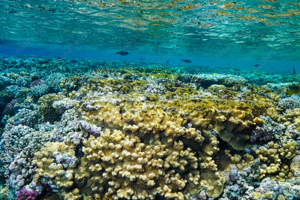 Fototapeta premium Coral Reef at the Red Sea, Egypt