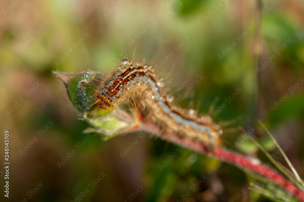  Butterfly in natural environment