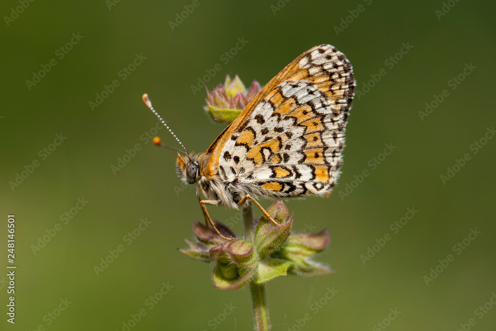 Butterfly in natural environment Butterfly in natural environment