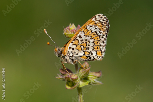  Butterfly in natural environment