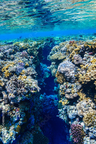 Fototapeta Naklejka Na Ścianę i Meble -  Coral Reef at the Red Sea, Egypt