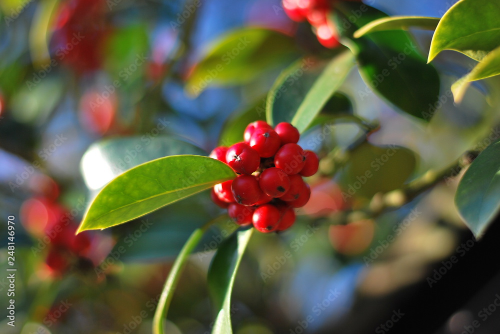 Stechpalme (Ilex) mit roten Beeren