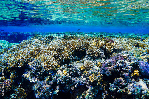 Coral Reef at the Red Sea, Egypt