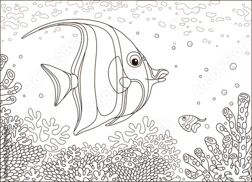 Funny butterfly fish swimming over amazing corals on a reef in a tropical sea, black and white vector illustration in cartoon style