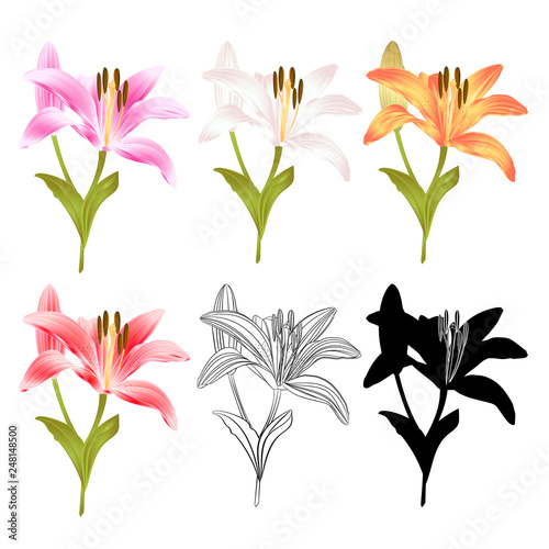 Stem Lily flower yellow white pink yellow red outline and silhouette Lilium candidum, on a white background  vintage vector illustration editable Hand draw