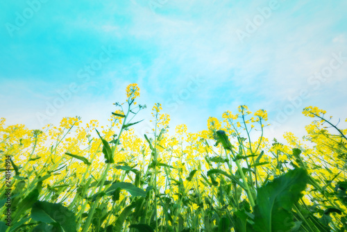 Fototapeta Naklejka Na Ścianę i Meble -  Rape yellow bloom beautiful flowers
