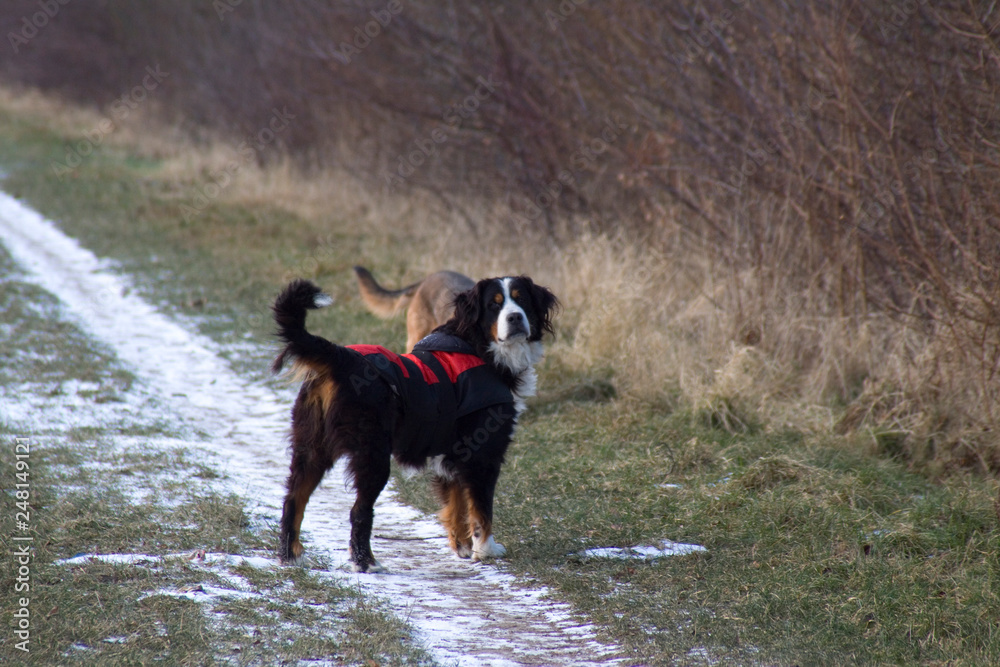 Berner Sennenhund geht spazieren Berner Sennenhund geht spazieren