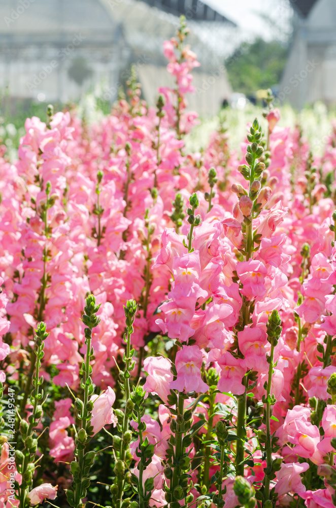 Obraz premium colorful flower of Snapdragon or Antirrhinum majus L. in the outdoor park