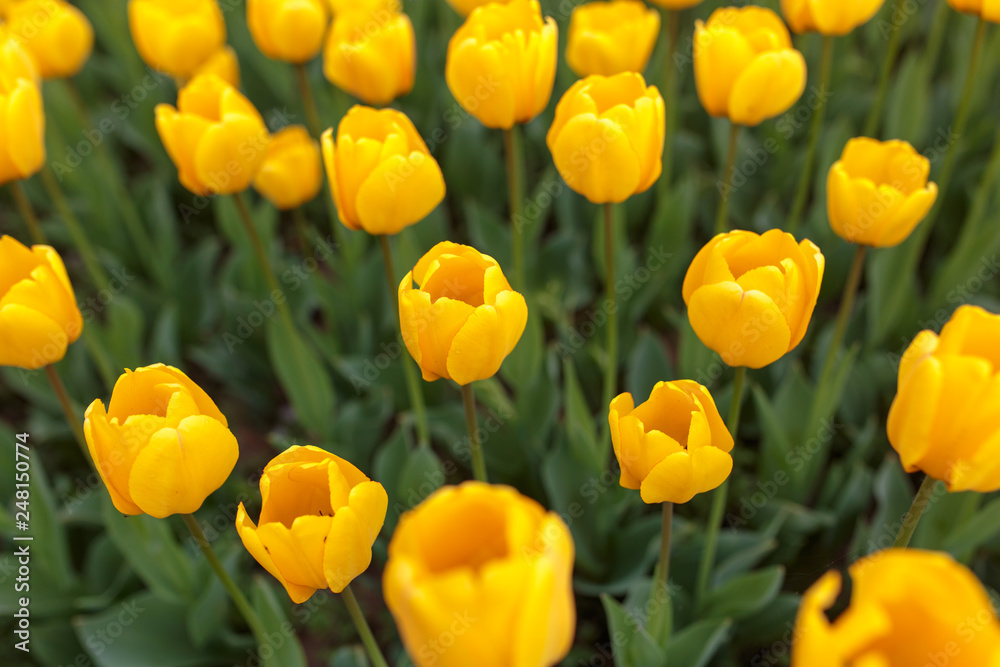 Obraz premium Yellow tulips in the park as background