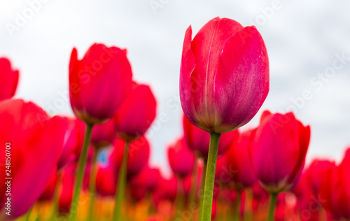 Pink tulips in the park as background