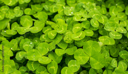 Green clover leaves on the nature as background