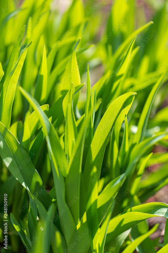 Green grass on nature in spring