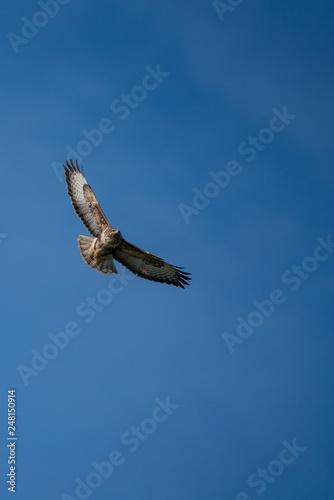 Common Buzzard  Buteo buteo  gliding against a blue sky