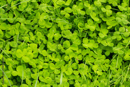 Green clover leaves on the nature as background