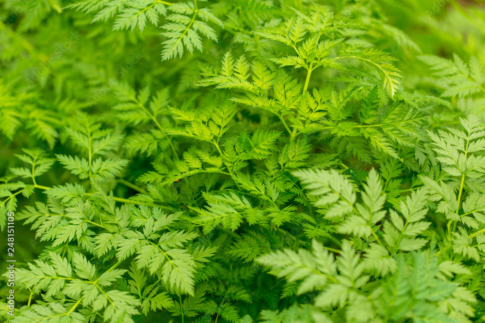 Green carrot leaves in a vegetable garden as background Green carrot leaves in a vegetable garden as background