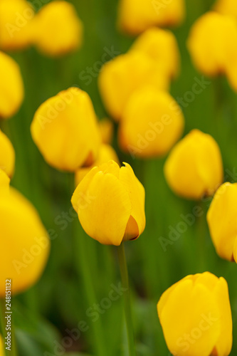 Yellow tulips in the park as background