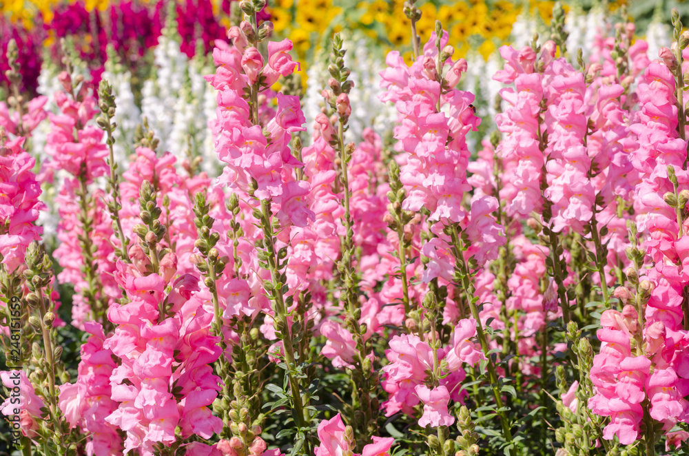 Obraz premium colorful flower of Snapdragon or Antirrhinum majus L. in the outdoor park