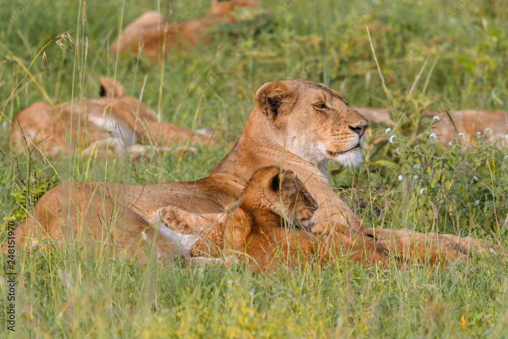 Mother lioness resting in the Serengeti grass with her cub Mother lioness resting in the Serengeti grass with her cub