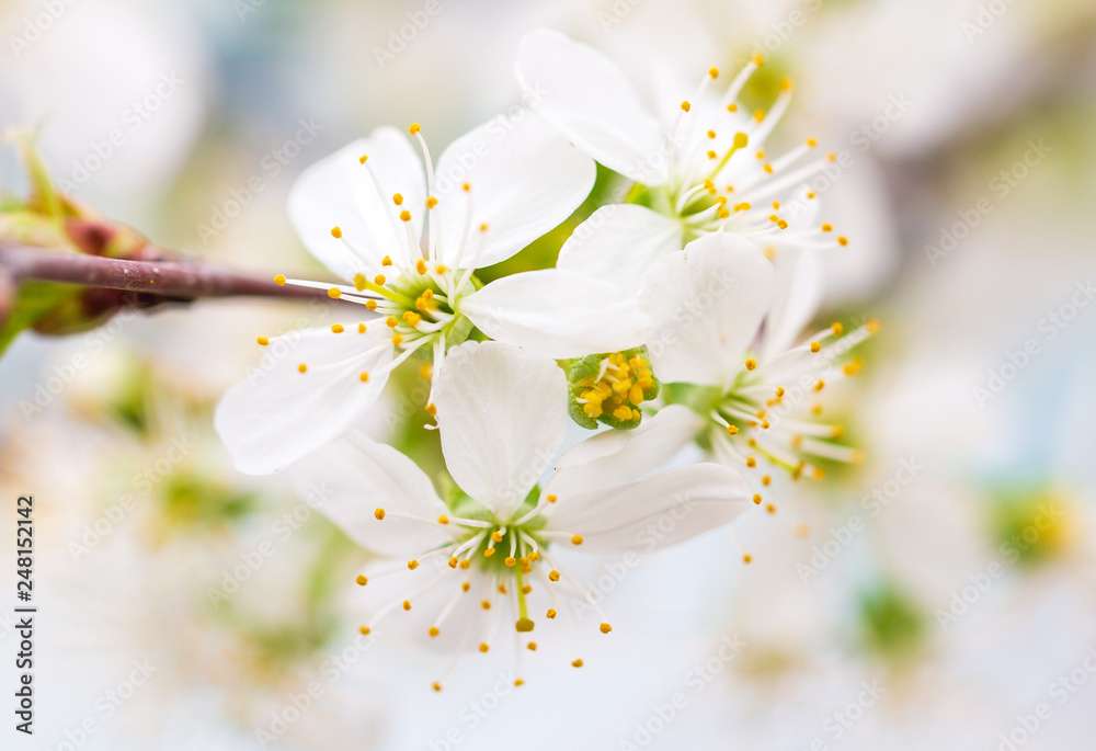 Flowers on the branches of cherry in spring