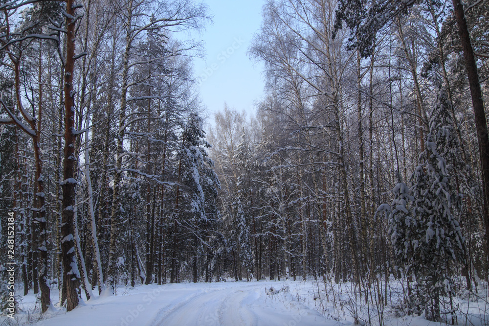 Fototapeta premium Snow road in the forest in winter