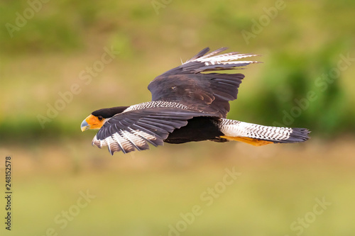 Caracara bird of prey in flight