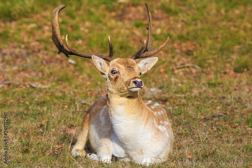 Fallow deer stag Dama Dama with big antlers resting photo