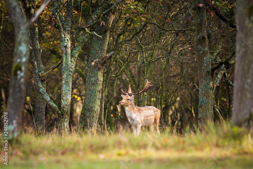 Fallow deer Dama Dama stag in Autumn