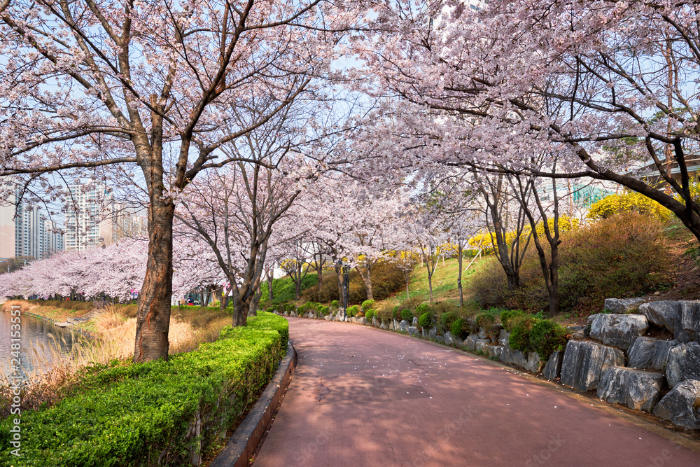 Blooming sakura cherry blossom alley in park Blooming sakura cherry blossom alley in park
