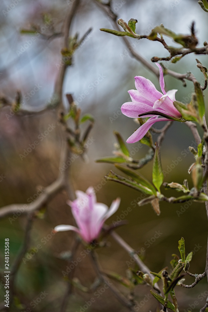 Obraz premium Mangolia