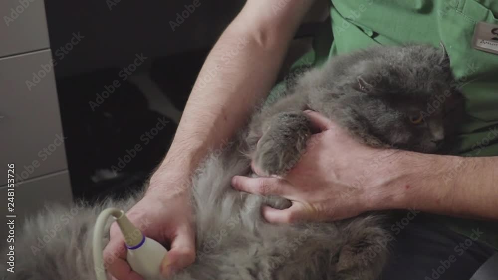 Medical scan. Persian cat is on ultrasound diagnosis in a veterinary clinic Medical scan. Persian cat is on ultrasound diagnosis in a veterinary clinic