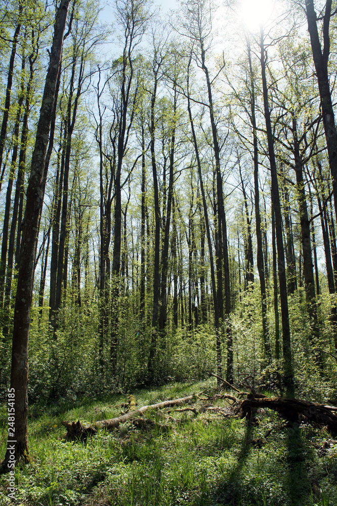 Fototapeta premium Sun-drenched spring black-alder forest.