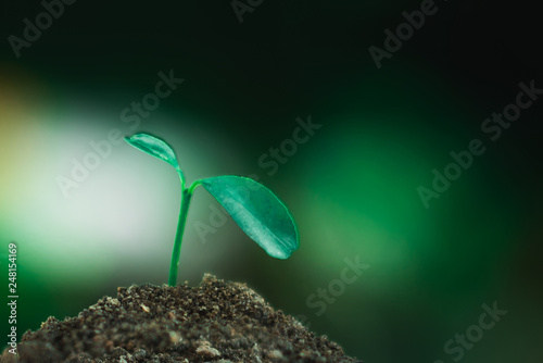 sprout growing on ground, nature and care concept