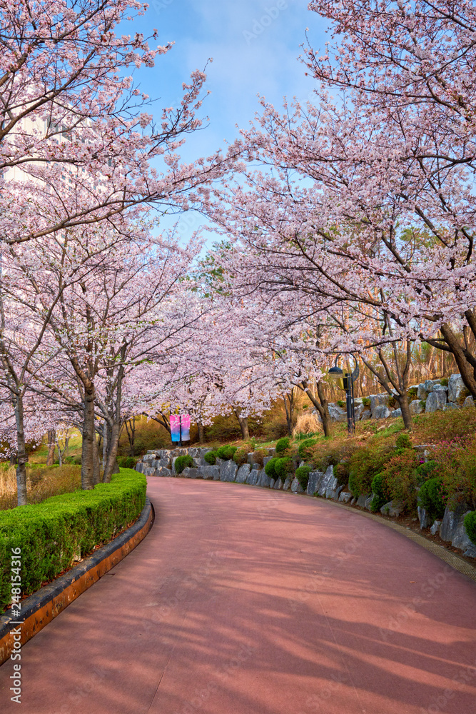 Blooming sakura cherry blossom alley in park