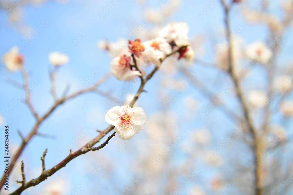 Blooming pink cheery tree flowers during a sunny spring day. Good for background Blooming pink cheery tree flowers during a sunny spring day. Good for background