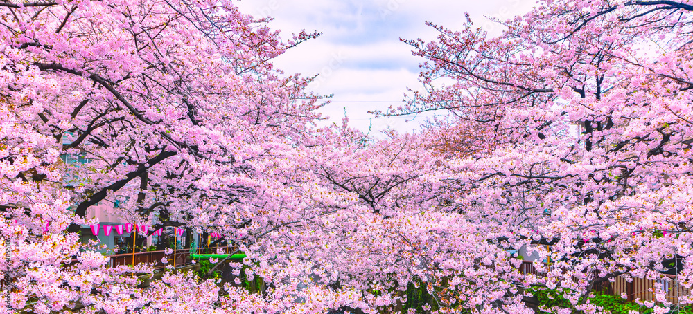 Beautiful Sakura or Cherry blossoms at Meguro river in Tokyo, Japan Beautiful Sakura or Cherry blossoms at Meguro river in Tokyo, Japan