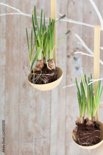 young hyacinth plant in a pot