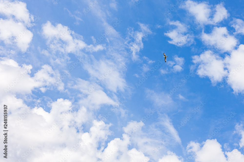 Seagull flying on blue sky with clouds Seagull flying on blue sky with clouds