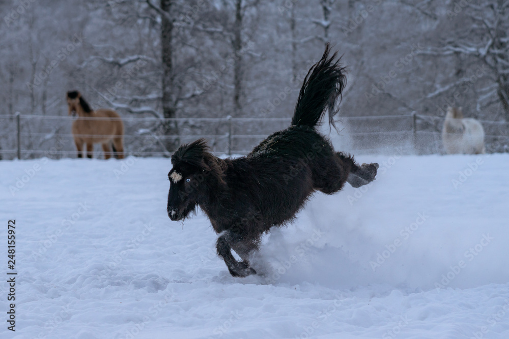 Black Icelandic horse with blue eyes bucking in deep snow Black Icelandic horse with blue eyes bucking in deep snow