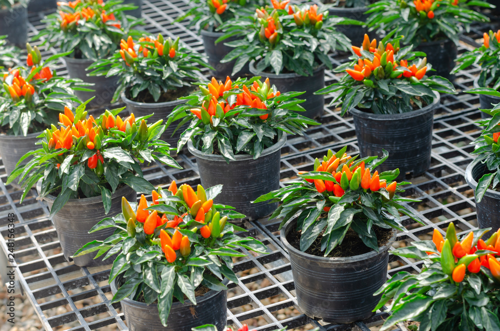 Ornamental Pepper or Rainbow peppers plant for decoration at garden