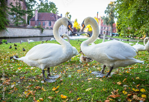 Fototapeta Naklejka Na Ścianę i Meble -  Swans in Bruges, Belgium