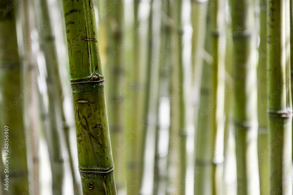 Fototapeta premium Macro de Bambu