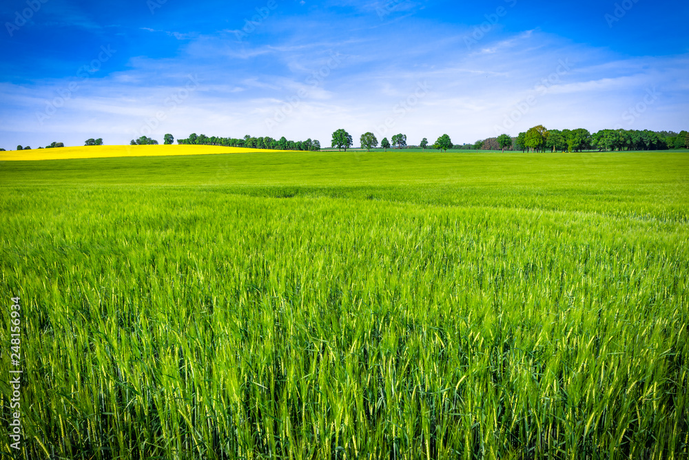 Fototapeta premium Growing wheat field, green spring landscape
