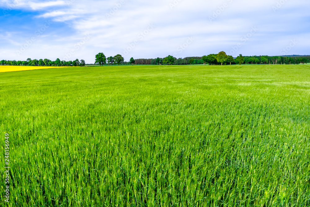 Obraz premium Agricultural farm of wheat, green fields and sky, spring landscape