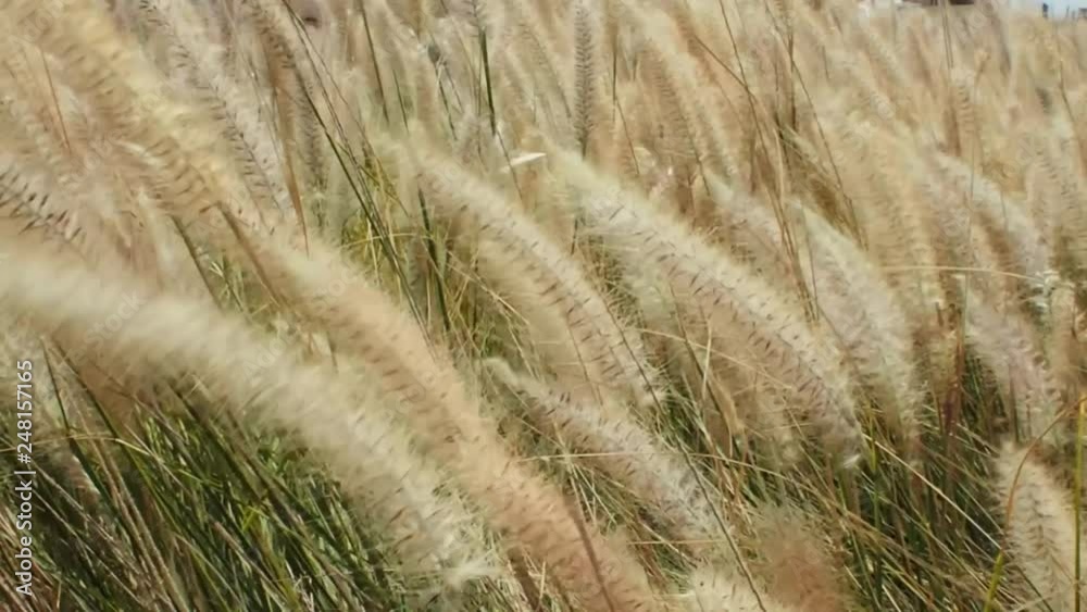 dry grass swaying in the wind. nature concept dry grass swaying in the wind. nature concept