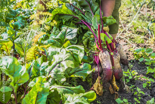 Bio farming of vegetables  harvest of garden produce. Farmer harvesting vegetable. Organic farm concept.