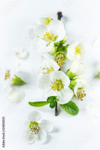 Soft white vanilla spring branch of white flowers. Vanilla background for spring holidays