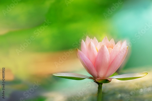 Lotus with light natural soft blurred background