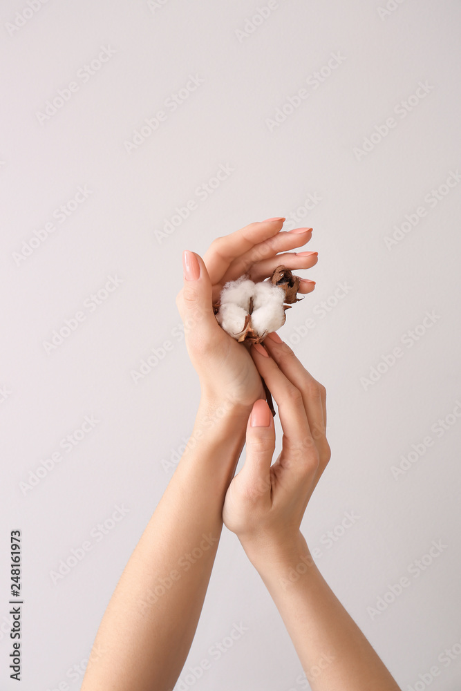 Female hands with cotton flower on light background Female hands with cotton flower on light background