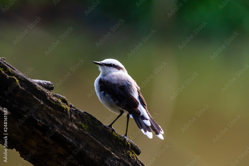 bird on a branch bird on a branch
